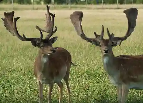 Hirvearetus